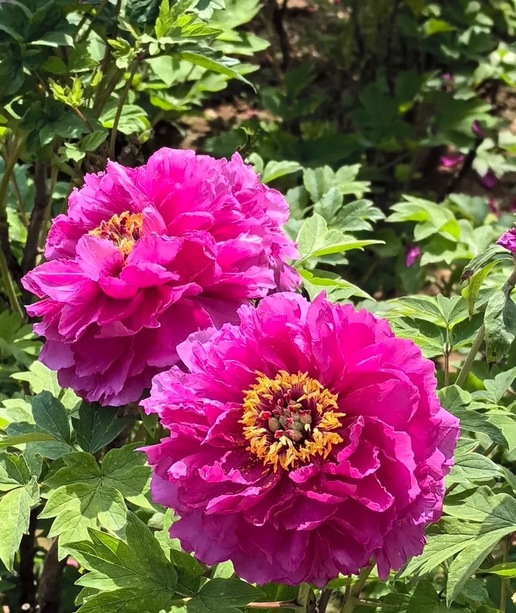 福優特誠邀“王子公主殿下”來洛賞花